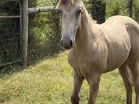 Horse (M), Kentucky mountain daddle horse — photo 5