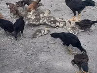 Chickens — الصورة 6