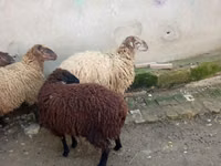 Schaf, Schafe — Foto 4