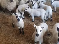 मेढ़ा, Cerry Hill sheep — फ़ोटो 3