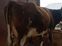 بقرة, Simmental cattle — الصورة 2