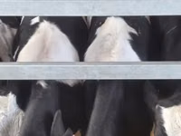 Toro, Russian Black pied cattle — foto 7
