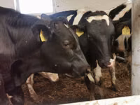 ثور, Simmental cattle — الصورة 7