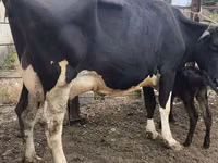 Kuh, Russian Black pied cattle — Foto 2