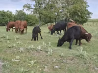 Cow, Dexter — photo 5