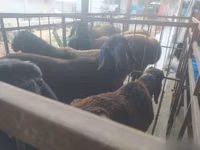 मेढ़ा, Blackheaded Persian sheep — फ़ोटो 2