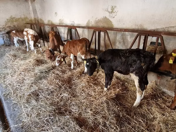 Bull, Simmental cattle