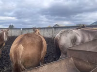 घोड़ी, Arabian horse — फ़ोटो 5