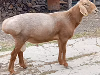 Widder, Arashan sheep — Foto 2