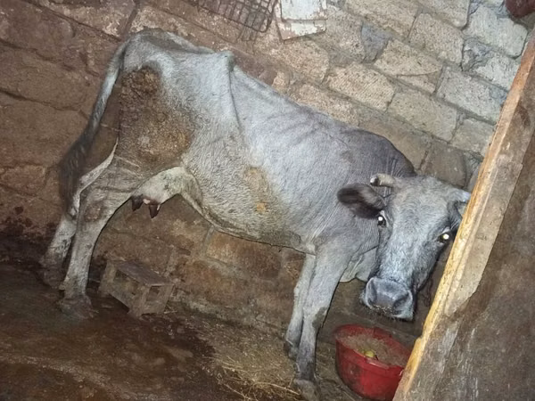 Cow, Cattle