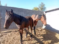 Mare, Horses — photo 1