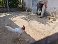 ليغهورن — الصورة 2