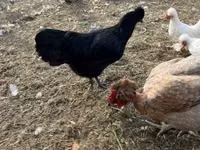 Chickens — Foto 4