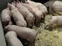 خنازير (دفعة، الجنس غير محدد) — الصورة 4