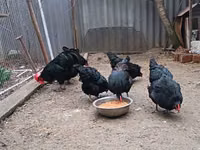 Australorp — photo 3