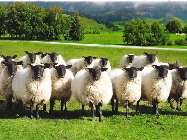 Schaf, Romanov sheep