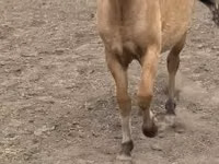 घोड़ी, Fjогd — फ़ोटो 2