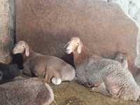 نعجة, Afghan Arabi sheep — الصورة 4