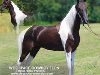حصان, Tennessee Walking Horse — الصورة 1
