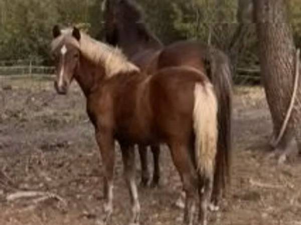 घोड़ी, Haflinger