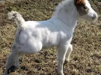 Mare, Miniature horse — photo 7