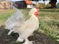 Chickens — Foto 1