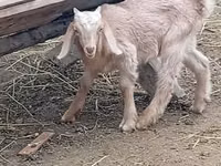 Ziegenbock, Damask goat — Foto 2