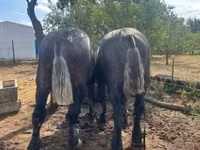 घोड़ा, Percheron — फ़ोटो 8