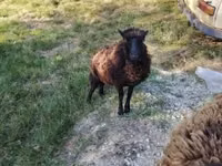 Schaf, Ouessant sheep — Foto 6