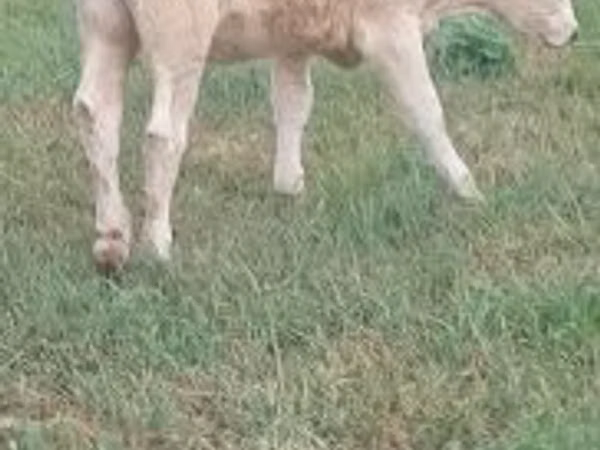 Kuh, Charolais cattle