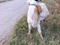 تيس, Boer goat — الصورة 4