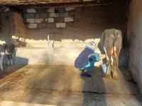 Cow, Latvian Blue cattle — photo 2