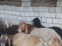मेढ़ा, Blackheaded Persian sheep — फ़ोटो 3