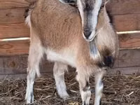 Ziege, West African dwarf goats — Foto 3