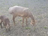 Schaf, Arashan sheep — Foto 3