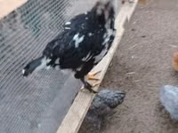 Danish hen — photo 5