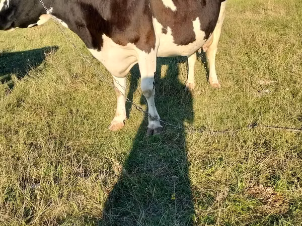 Vaca, Raza de vaca