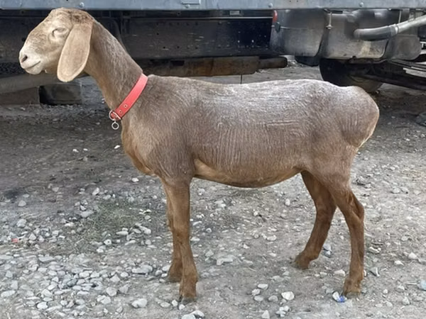 Schaf, Arashan sheep