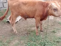 सांड, Simmental cattle — फ़ोटो 5