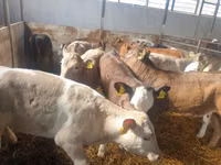 Bulle, Simmental cattle — Foto 4