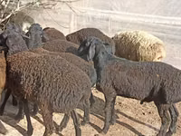 भेड़ें (लॉट, लिंग निर्दिष्ट नहीं), Tajik sheep — फ़ोटो 4