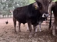 Bull, Brown Carpathian breed — photo 1
