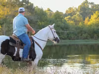 حصان, American paint horse — الصورة 7