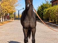 فرس, Akhal-Teke — الصورة 2