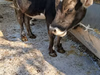 Cow, Alatau breed — photo 5