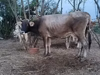 Cow, Red-spotted breed — photo 2