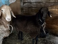 Widder, Rhon sheep — Foto 6