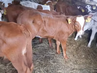 Bull, Simmental cattle — photo 1