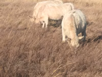 Toro, Swiss cattle — foto 3