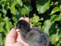 Chickens — Foto 5